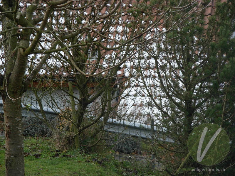 Eichelhäher: Übersicht